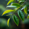 Green Tea Extract
